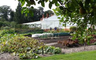 Sposób 'no-dig’ czyli NIE KOPIEMY GLEBY i jesień w angielskim ogrodzie kuchennym Clumber Park