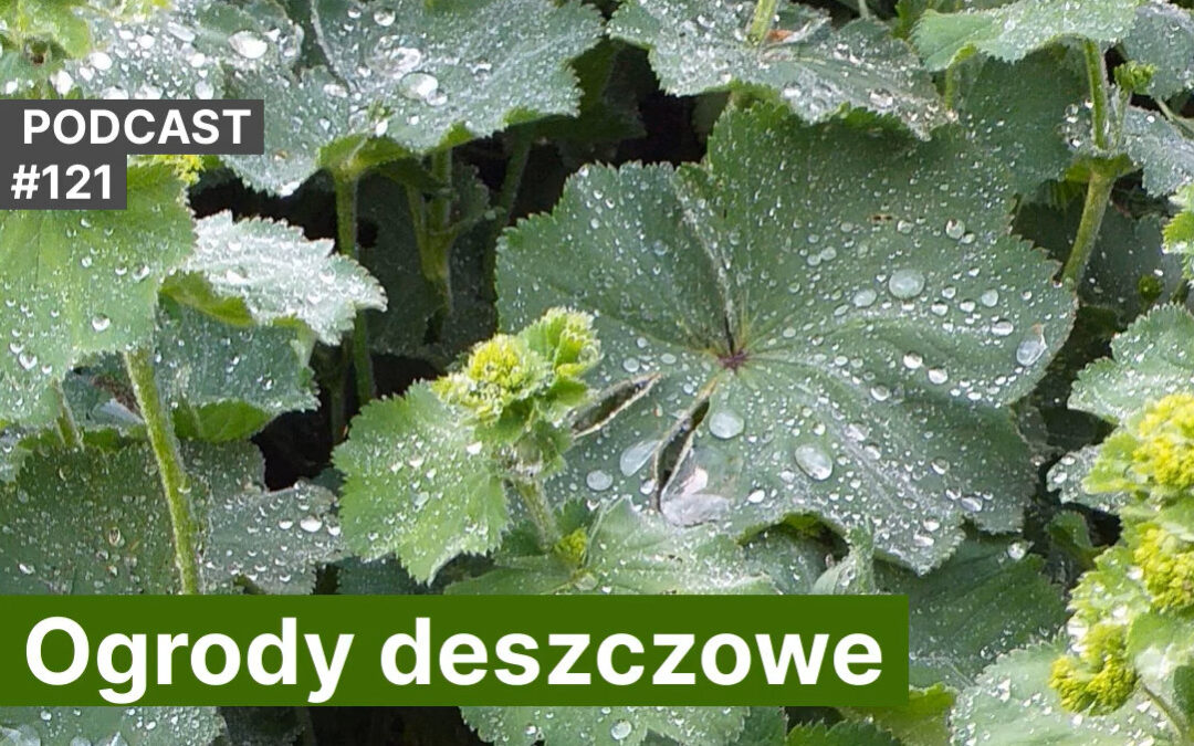 NoO 121. Ogrody deszczowe.