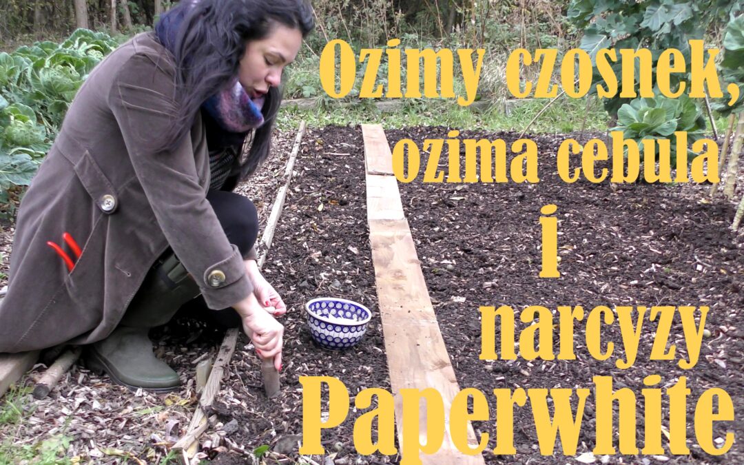 Jak sadzić czosnek ozimy i&nbsp;cebulę ozimą? Jak pędzić narcyzy 'Paperwhite’ na&nbsp;Boże Narodzenia?