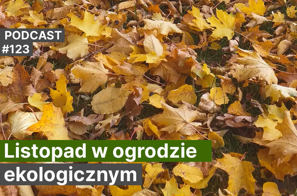Katarzyna Bellingham NoO 123. Listopad w&nbsp;ogrodzie ekologicznym. Podcast