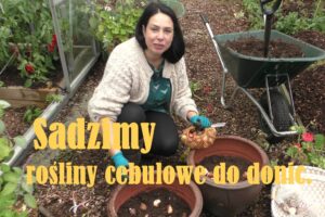 Katarzyna Bellingham VLOG Jak obsadzać donice roślinami cebulowymi i jak przezimować wrażliwe na mróz rośliny do wiosny