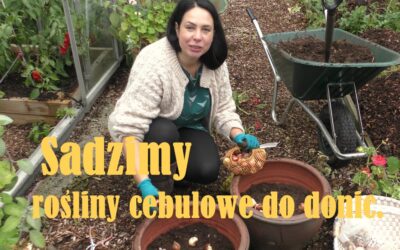 Jak obsadzać donice roślinami cebulowymi i jak przezimować wrażliwe na mróz rośliny do wiosny?