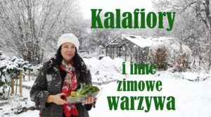 Katarzyna Bellingham Vlog Jak uprawiać kalafior i jakie warzywa nie boją się mrozów Mój ogród w Toadpool zasypany śniegiem!
