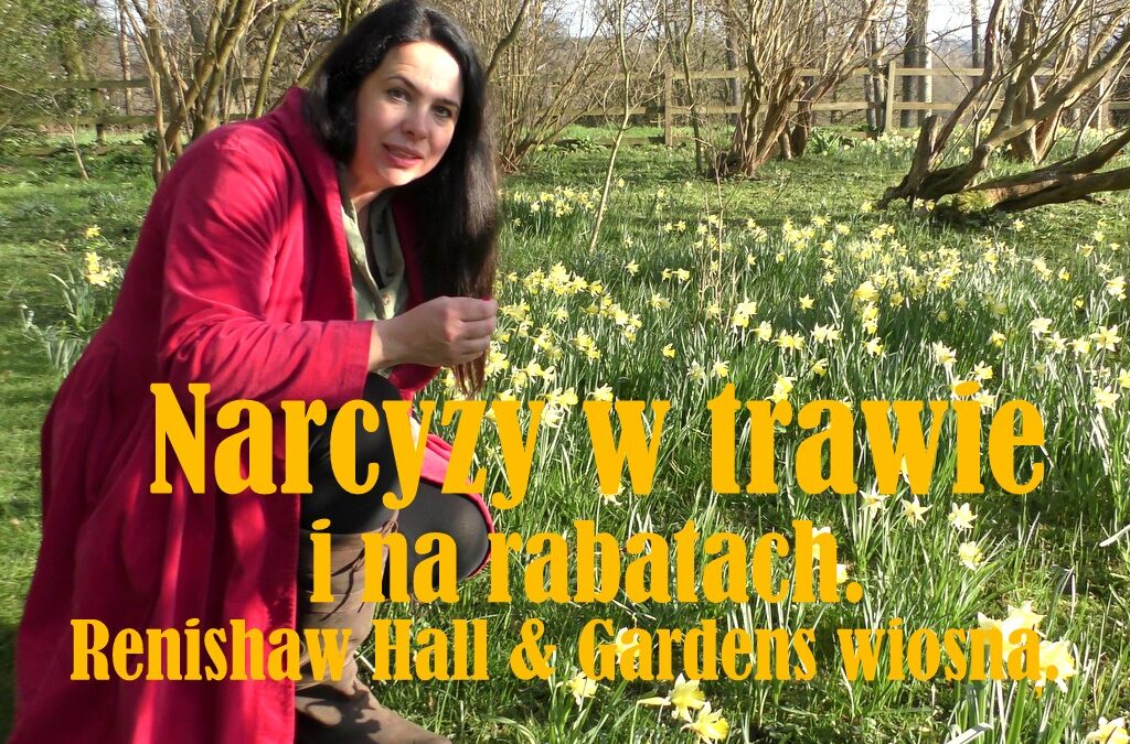 Narcyzy – kwiaty marcowych ogrodów. Uprawa narcyzów w trawie i na rabatach. Renishaw Hall & Gardens.
